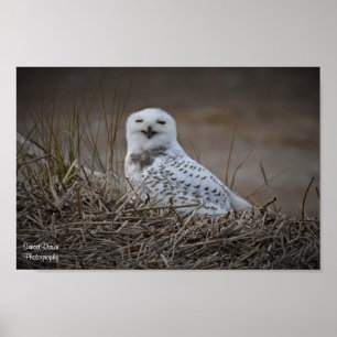Snowy Owl lächelnd Poster