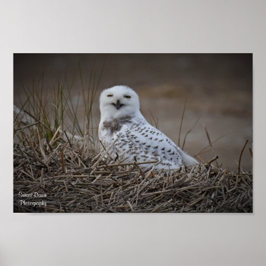 Snowy Owl lächelnd Poster (Vorne)