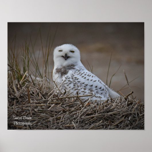 Snowy Owl Lächelndes Poster (Vorne)