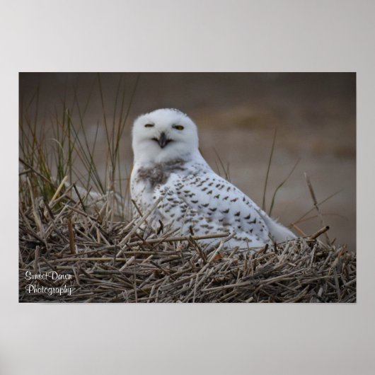 Snowy Owl Lächelndes Poster (Vorne)