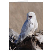 Snowy Owl lacht! (Vorne)
