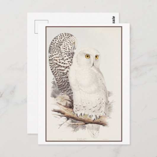 Snowy Owl Lithograph von Edward Lear Postcard Postkarte (Vorne/Hinten)
