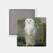 Snowy-Owl-Magnet Magnet (Vorderseite/Rückseite)