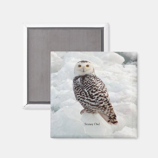 Snowy-Owl-Magnet Magnet (Vorderseite/Rückseite)