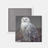 Snowy-Owl-Magnet Magnet (Vorderseite/Rückseite)