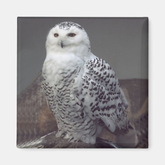 Snowy-Owl-Magnet Magnet (Vorne)