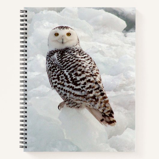 Snowy Owl Notebook Notizblock (Vorderseite)