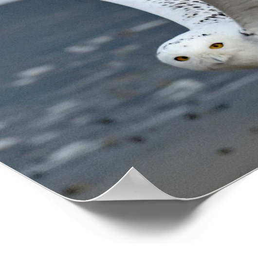 Snowy Owl on Beach Poster (Ecke)