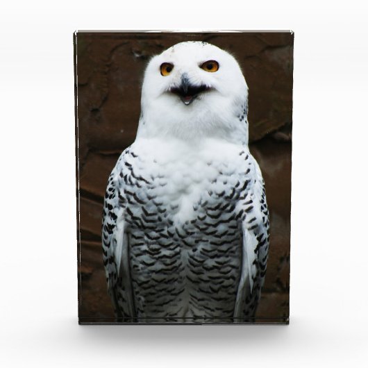 Snowy Owl pbcna Fotoblock (Vorderseite)