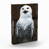 Snowy Owl pbcna Fotoblock (Links)