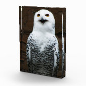 Snowy Owl pbcna Fotoblock (Rechts)