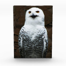 Snowy Owl pbcnm Fotoblock