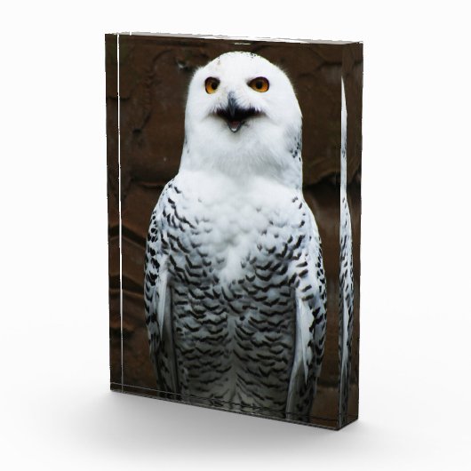 Snowy Owl pbcnm Fotoblock (Rechts)