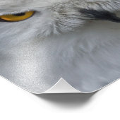 Snowy Owl Portrait Print Fotodruck (Ecke)