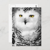 Snowy Owl Postcard Postkarte (Vorne/Hinten)