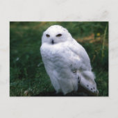 Snowy Owl Postcard Postkarte (Vorderseite)