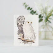 Snowy Owl Postcard Postkarte (Stehend Vorderseite)