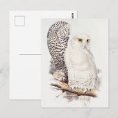 Snowy Owl Postcard Postkarte (Vorne/Hinten)