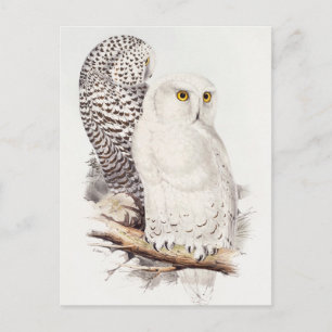 Snowy Owl Postcard Postkarte