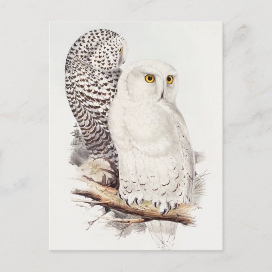 Snowy Owl Postcard Postkarte (Vorderseite)