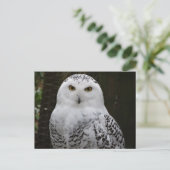 Snowy Owl Postcard Postkarte (Stehend Vorderseite)