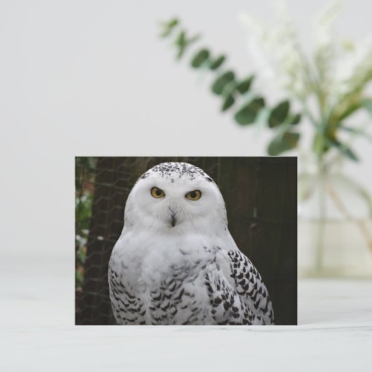 Snowy Owl Postcard Postkarte (Stehend Vorderseite)