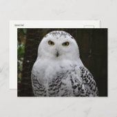 Snowy Owl Postcard Postkarte (Vorne/Hinten)