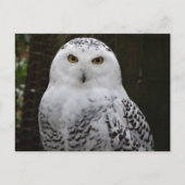 Snowy Owl Postcard Postkarte (Vorderseite)