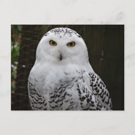 Snowy Owl Postcard Postkarte (Vorderseite)