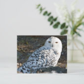 Snowy Owl Postcard Postkarte (Stehend Vorderseite)