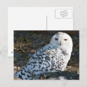 Snowy Owl Postcard Postkarte (Vorne/Hinten)