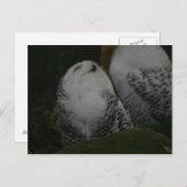 Snowy Owl Postcard Postkarte (Vorne/Hinten)