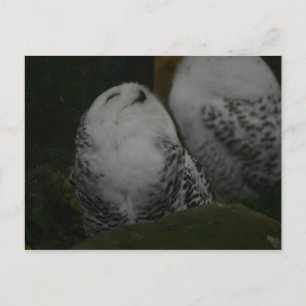 Snowy Owl Postcard Postkarte