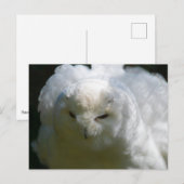 Snowy Owl Postcard Postkarte (Vorne/Hinten)
