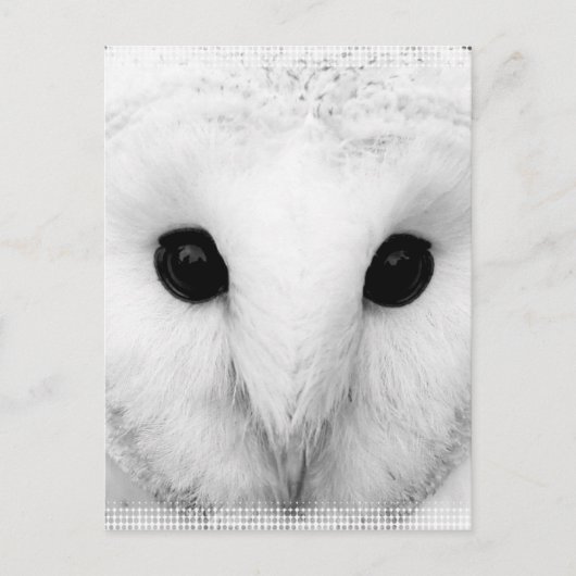Snowy Owl Postcard Postkarte (Vorderseite)