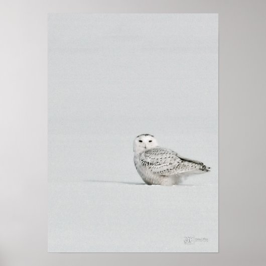 Snowy Owl Poster (Vorne)