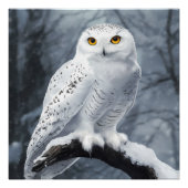 Snowy Owl Poster (Vorderseite)