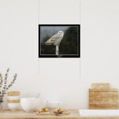 Snowy Owl Poster (Küche)