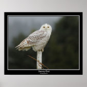 Snowy Owl Poster (Vorne)