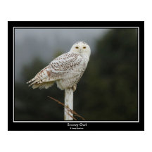 Snowy Owl Poster