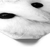 Snowy Owl Poster (Ecke)