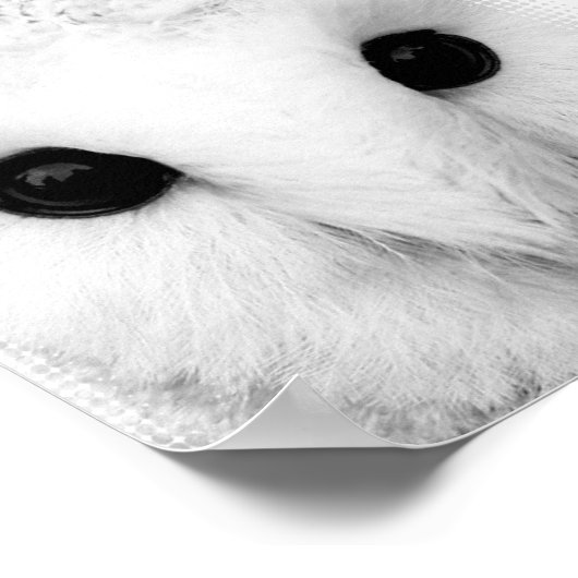 Snowy Owl Poster (Ecke)