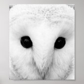 Snowy Owl Poster (Vorne)