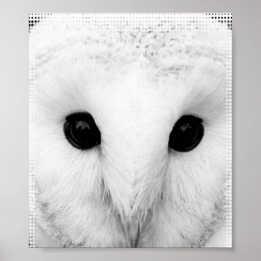 Snowy Owl Poster (Vorne)
