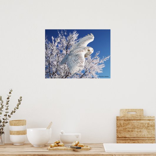 "Snowy Owl" Poster (Küche)