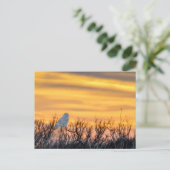 Snowy Owl Sunset Postcard Postkarte (Stehend Vorderseite)