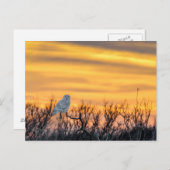 Snowy Owl Sunset Postcard Postkarte (Vorne/Hinten)