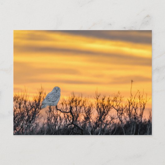 Snowy Owl Sunset Postcard Postkarte (Vorderseite)