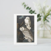 Snowy Owl Vintag Audubon Illustration Postkarte (Stehend Vorderseite)