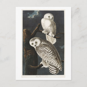 Snowy Owl Vintag Audubon Illustration Postkarte